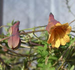 090207lepidum.jpg