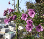 090212lepidum.jpg
