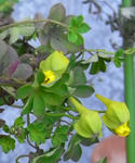 090213beuthii.jpg