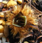 090215meconopsis.jpg