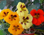 090216majus.jpg