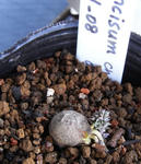 090218incisum.jpg