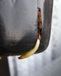 090218incisum_root.jpg