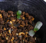 090220lupinas.jpg