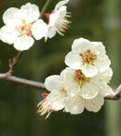 090222ume.jpg