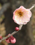 090222ume2.jpg