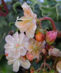 090223lewisia.jpg