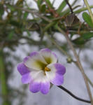 090223azureum87kyonashi.jpg
