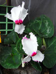 090227cyclamen.jpg