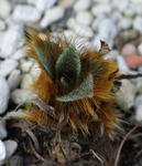 090228meconopsis.jpg