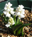 090302musukari.jpg