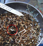 090304polyphyllum.jpg