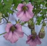 090306lepidum.jpg