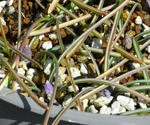 090307muscari.jpg