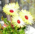 090308livingstone.jpg