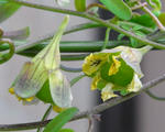 090309seeds.jpg