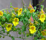 090309seeds2.jpg