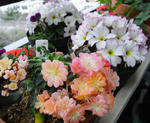 090309lewisia.jpg
