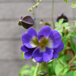 090311azureum.jpg
