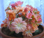 090313lewisia2.jpg