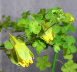 090314beuthii.jpg