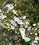 090314yukiyanagi.jpg