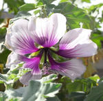 090317lavatera.jpg