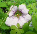 090318lepidum.jpg