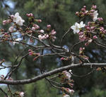 090319sakura.jpg
