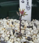 090326polyphyllum.jpg