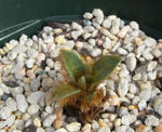 090327meconopsis.jpg