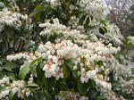 090403asebi.jpg