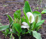 090403mizubasyo.jpg