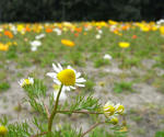 090403camomile.jpg