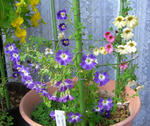 090405lepidom.jpg