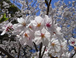 090409sakura5.jpg