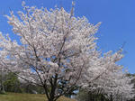 090409sakura6.jpg