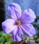 090409erodium.jpg