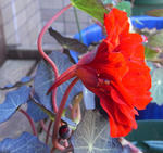090409cobra2.jpg