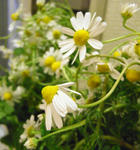 090412camomile.jpg