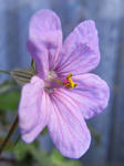 090412erodium.jpg