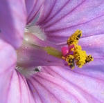 090412erodium2.jpg