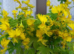 090416canary.jpg