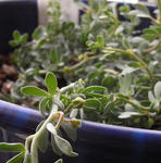 090417leptophyllum.jpg