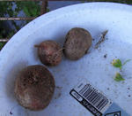 090418tubers.jpg