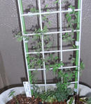 090418tubers3.jpg