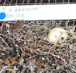 090418tubers2.jpg