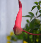 090420pentaphyllum.jpg