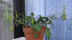 090422erodium.jpg