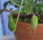 090422erodium2.jpg